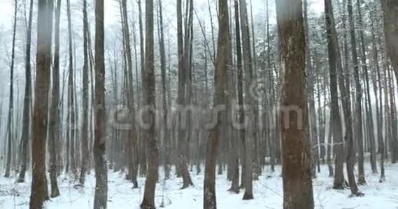 暴风雪期间的冬季雪林公园。 冰雪混合森林。 全景视频