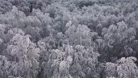 鸟瞰冬天白雪覆盖的松林.. 冬天的森林纹理。 空中观景。 空中无人机冬季景观视频