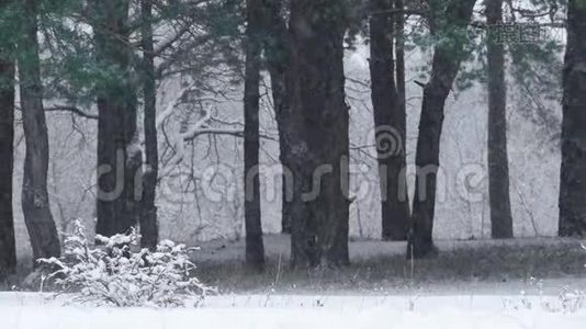 冬天降雪时的松林。 雪在松树树干的背景下缓慢地落下。视频