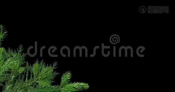 绿枝松树隔离在黑色和红色背景屏幕上。视频
