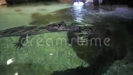 鳄鱼的孩子在水面上的水族馆里一动不动。视频