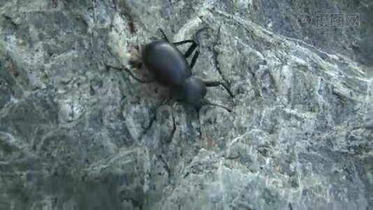 岩石上的黑甲虫视频