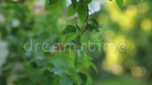瓢虫在绿树叶上爬行，背景模糊。 在瓢虫爬行蚂蚁旁边。视频