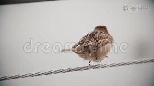 一只可爱的小麻雀坐在伸展的绳子上。 可爱的鸟。 慢动作视频