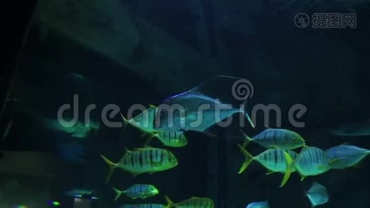 水族馆里有蓝色和黄色条纹的鱼。 总计划视频