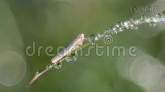 有露水滴和波克的飞虱。视频