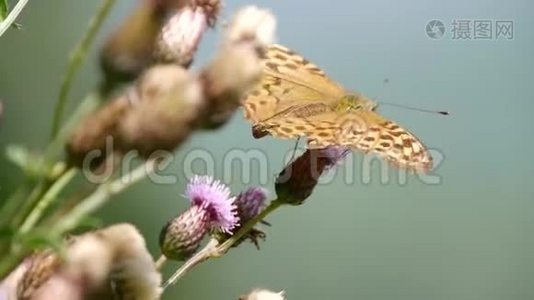 从一朵蓟花收集昆虫的美丽蝴蝶视频