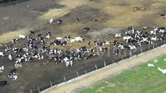 拉乡村农场上许多奶牛的俯视图视频