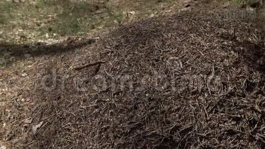 欧洲森林的大蚂蚁山在晨光下。 针叶松木针形成的无刺蚁巢结构视频