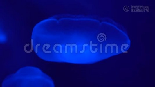 墨鱼漂浮在蓝水深处，特写镜头视频
