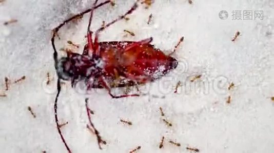 红蚂蚁在海滩附近的白沙上杀死大昆虫。 一种死一般的自然视频