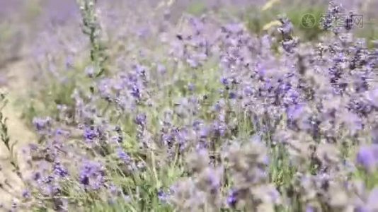 紫色的薰衣草花随风飘散在田野里视频