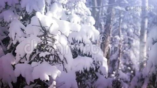 冬天森林里的雪视频