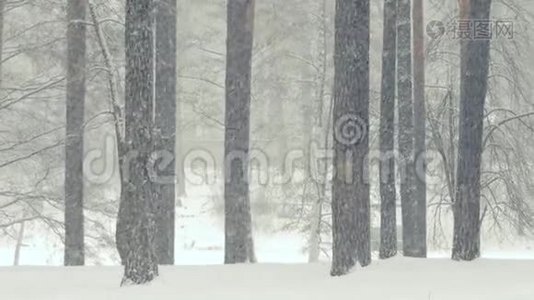 在美丽的降雪期间在冬季森林中缓慢运动。视频