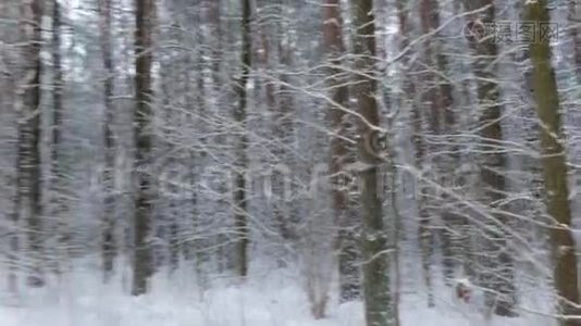 活跃的女人。 在森林里越野滑雪。视频