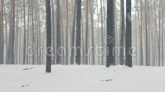 在美丽的降雪期间在冬季森林中缓慢运动。视频