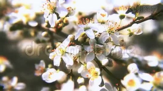春天的树花视频