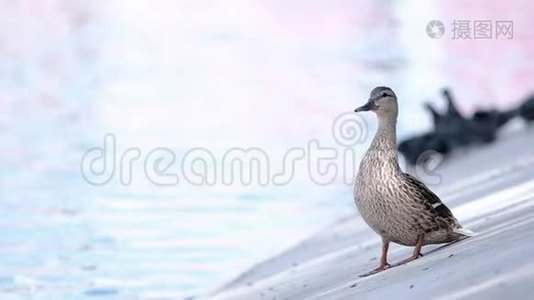 鸭子在湖水上缓慢移动视频