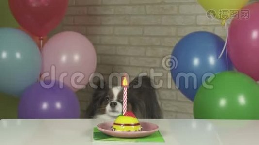 帕皮龙狗看生日蛋糕股票录像视频