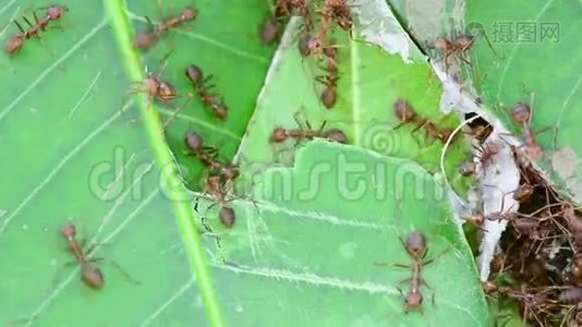 蚂蚁正在修理巢穴视频