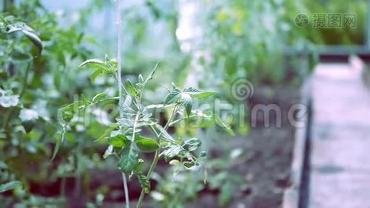 番茄植株在大棚内生长过程中..视频