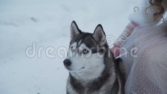 哈士基躺在雪上，靠近太太视频