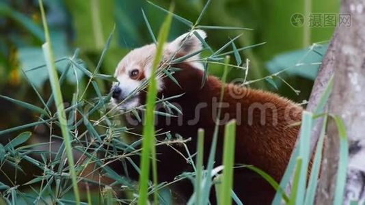 熊猫吃竹叶视频