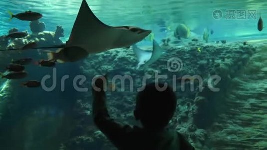 世界上的鱼，男孩参观了海洋公园，在大型水族馆里有抽筋的鱼。视频