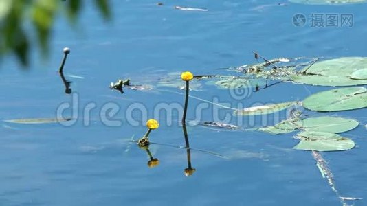 河上的黄色百合花视频