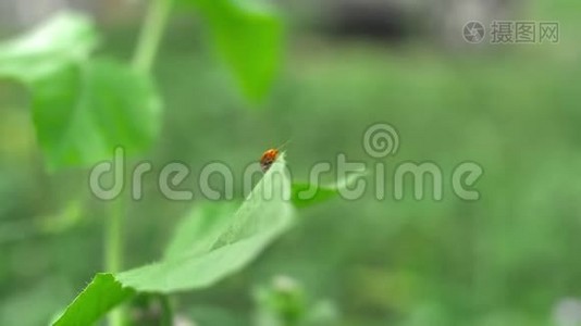 草地上绿叶上的小橘色虫，用手持镜头特写视频