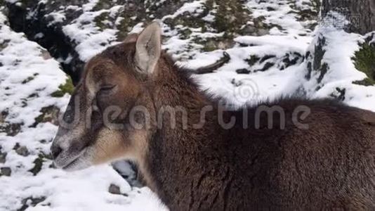 在雪地里拍摄一只鹿视频