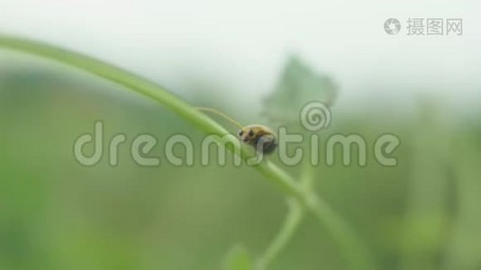 草地上绿叶上的小橘色虫，用手持镜头特写视频