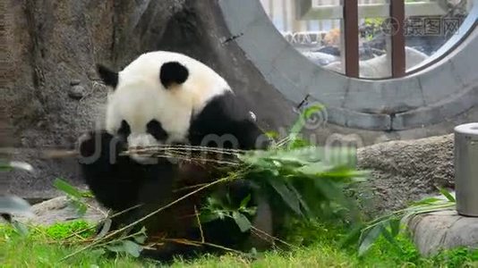大熊猫视频
