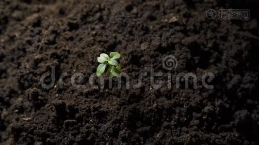 植物幼苗。 手浇正在生长的幼苗视频