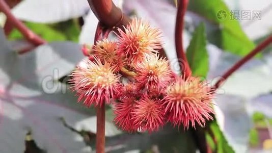 蓖麻油的黄红色果实秋日蓖麻在风中摆动，紧贴视频