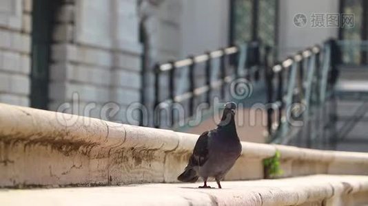 大城市的石阶上的灰鸽子..视频