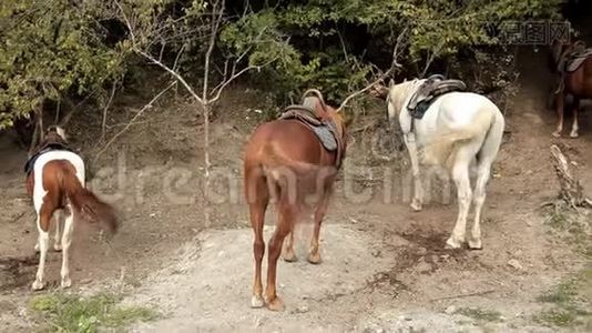 马和小马在保护区吃草视频