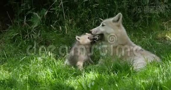 北极狼，犬狼疮苔原，妈妈和幼崽玩，实时视频