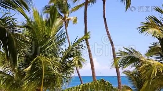 在热带岛屿的海洋背景上滚动椰子树。视频