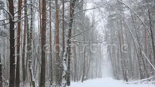 森林里的雪视频