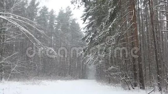 森林里的雪视频