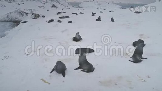 南极洲毛皮海豹殖民地缩小空中视野视频