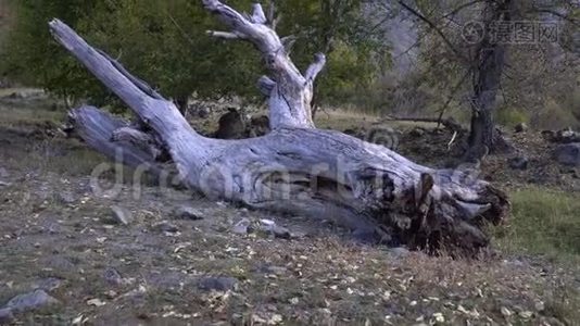 一棵死树的树干躺在树林里的地上。视频