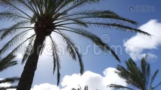时光流逝，棕榈树带云.视频