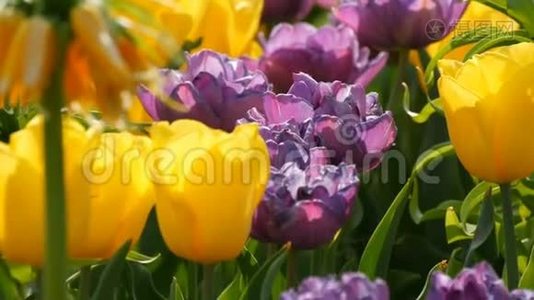 深紫色和黄色郁金香花在春天的花园里盛开。 装饰的郁金香花在视频