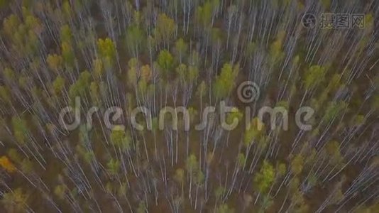 秋天的白桦林。 披风飞上七彩黄叶落叶落林.. 鸟瞰图视频