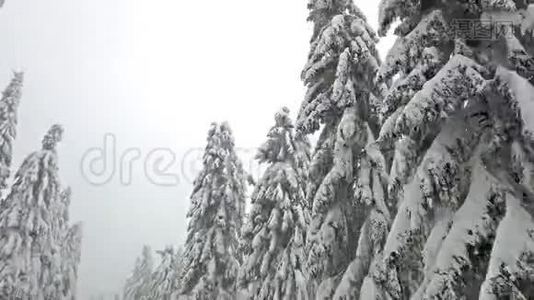 从车上看到白雪树之间的路视频