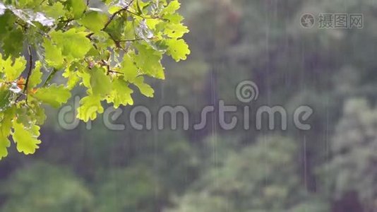 夏雨中的橡树枝视频