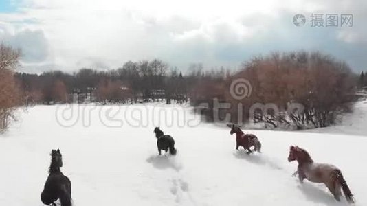 四匹马在雪地上奔跑。 空中景观视频