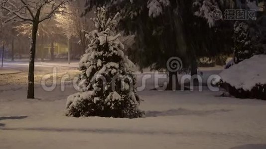 雪落在松树的枝条上，是冬季的自然背景。视频